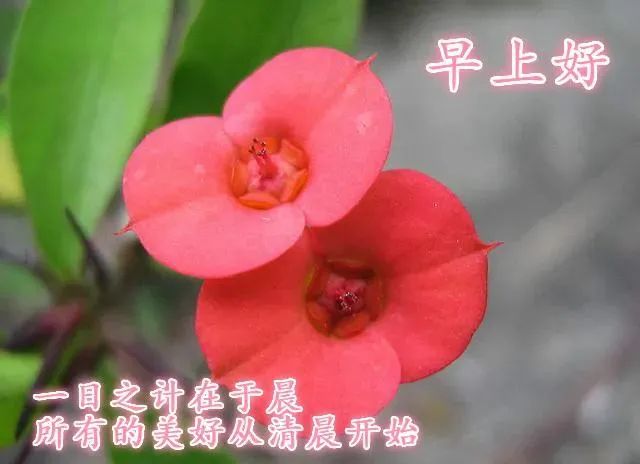 微商心灵鸡汤经典语录_心灵鸡汤语录短句_心灵鸡汤语言