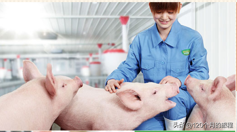 心灵鸡汤毁一生_心灵鸡汤害死多少女人_心灵鸡汤害人