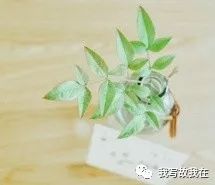 心灵励志鸡汤图片大全_心灵鸡汤:豆蔻年华_给高中生的心灵毒鸡汤