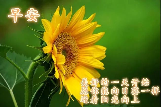 朋友圈心灵鸡汤的危害_鸡汤的弊端_鸡汤文危害