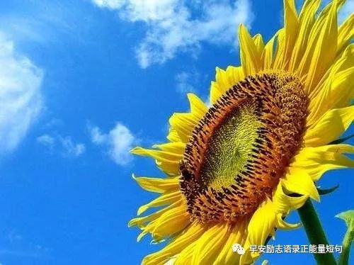 心灵鸡汤经典语录生日_生日祝福鸡汤语录_生日鸡汤文案