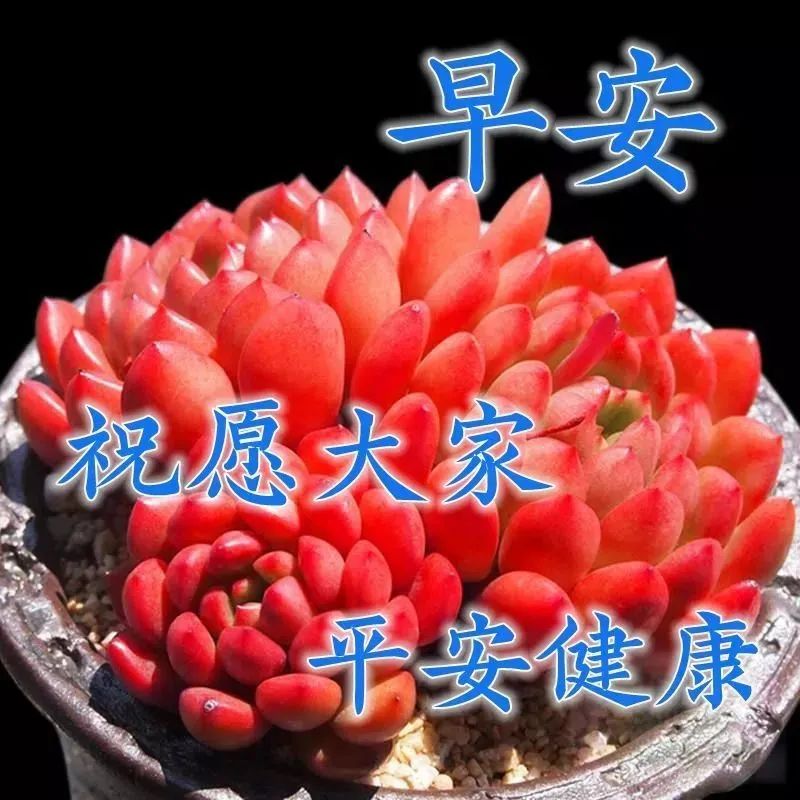 早安心灵鸡汤励志语录_早安励志心灵鸡汤文字配图_励志早安鸡汤简短