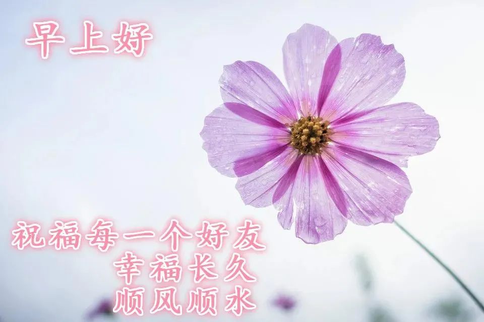 早安心灵鸡汤励志语录_早安正能量励志鸡汤心灵语录_早安鸡汤文励志